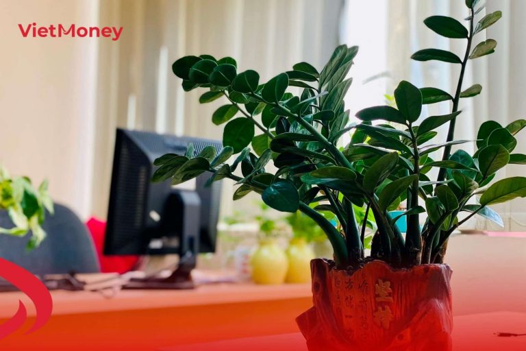 Cây tài lộc để bàn